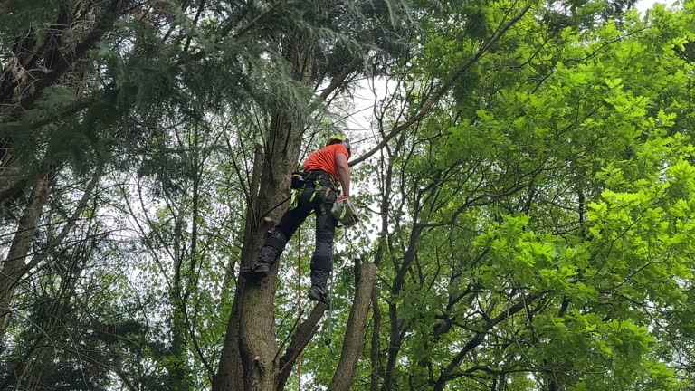 How Our Tree Care Process Works  in Crestwood, IL